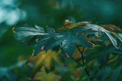 Maple leaf in the garden