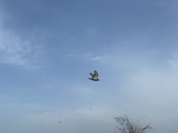 Low angle view of bird flying in sky