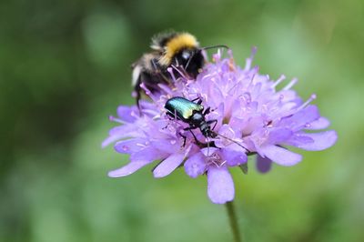 Close-up of bee on purple flower