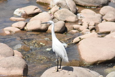 Birds perching on rock