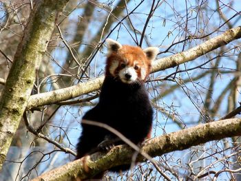 Low angle view of red panda sitting on branch