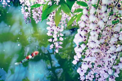 Close-up of pink flowering plant