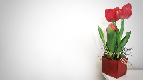 Close-up of potted plant in vase