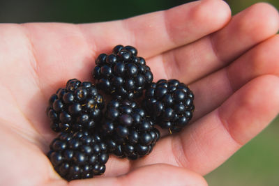 A handful of blackberries in a woman's hand.