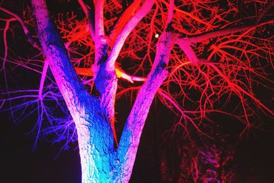 View of trees at night