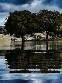 View of birds on lake against trees