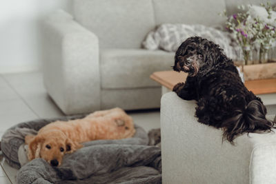 Black cavoodle small cross breed dog sitting on furniture indoors at home