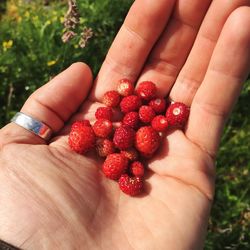 Close-up of cropped hand holding strawberries