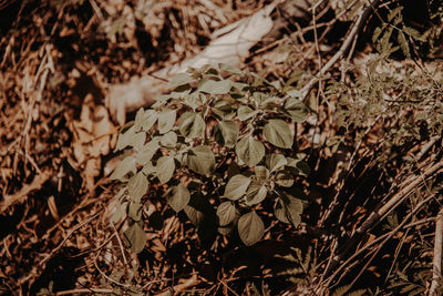 Close-up of dried plant on land