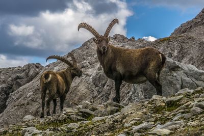 Alpine ibex