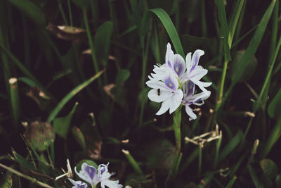 Close-up of purple flowering plant on field water lilies