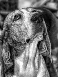 Close-up portrait of a dog