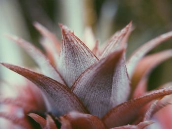 Macro shot of flowering plant leaves