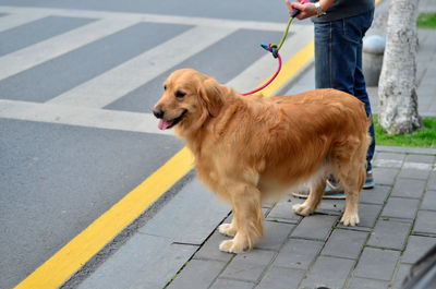 Low section of man standing on sidewalk