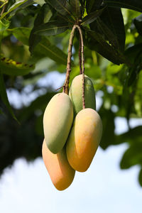 Close-up of fruits on tree