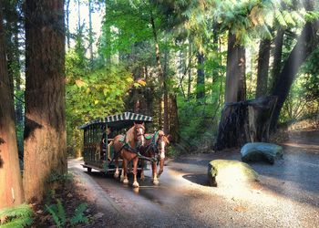 People in the forest
