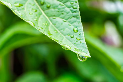 Close-up of raindrops on leaves