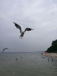 Seagulls flying over sea against sky
