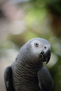 Close-up of bird looking away