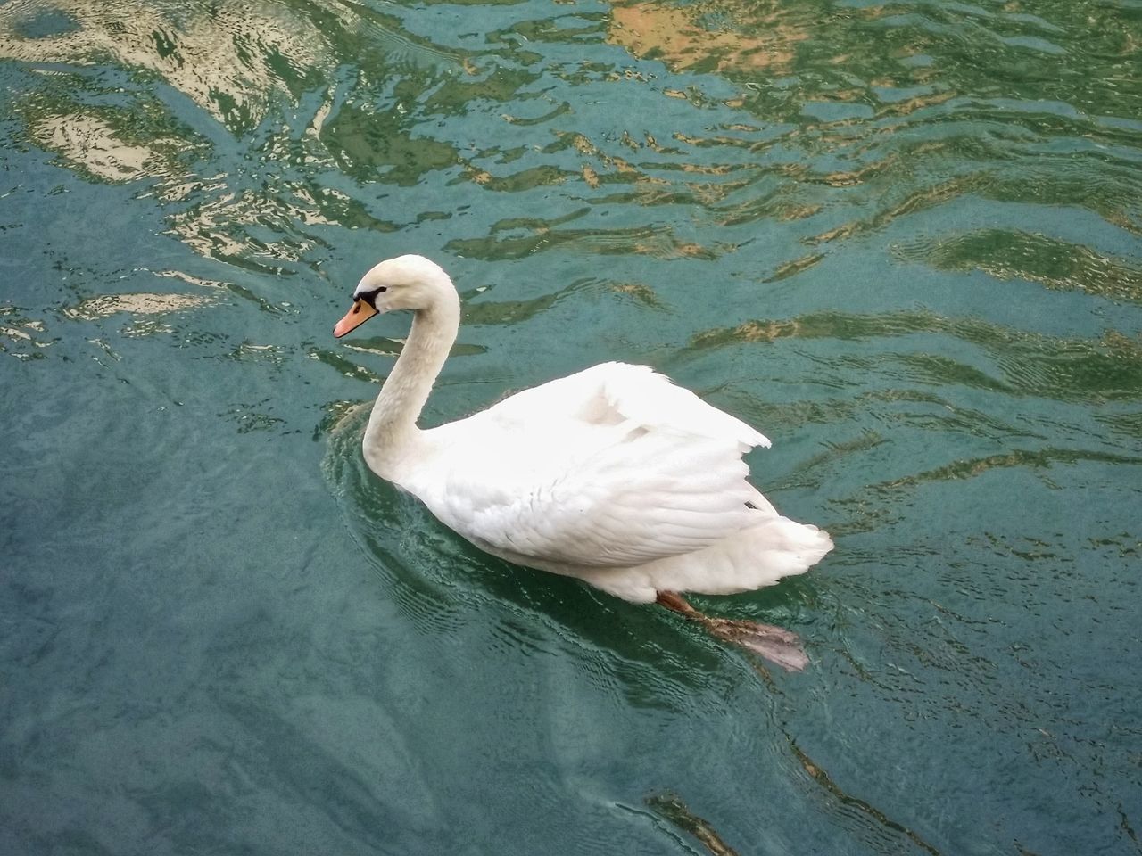 Paddling swan