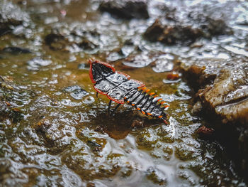 High angle view of leaf in water