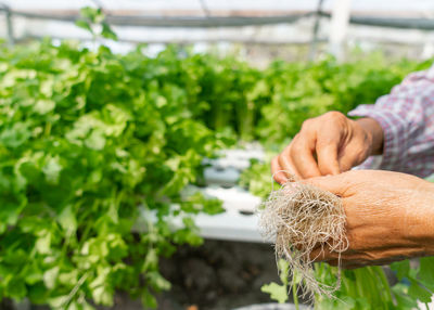 Midsection of man holding plants in farm