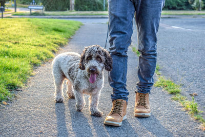 Low section of person with dog standing on road