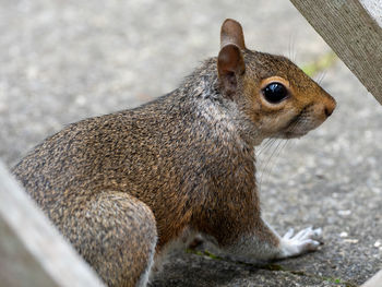 Close-up of squirrel eating