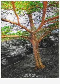 Close-up of car on tree