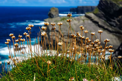 Plants by sea against sky