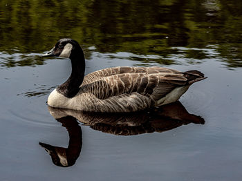 Side view of swan swimming in lake