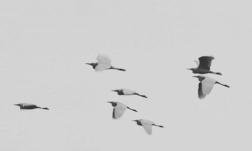 Bird flying over white background