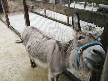 View of a horse in pen