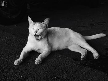 Close-up of cat