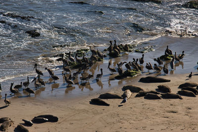 View of seagulls on beach