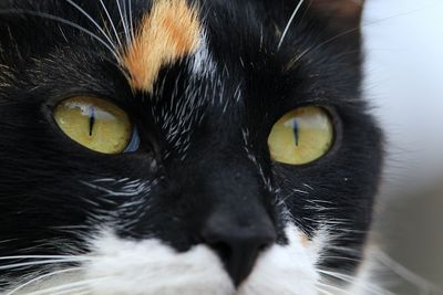 Close-up portrait of cat