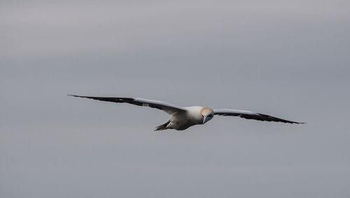 Low angle view of seagull flying against clear sky