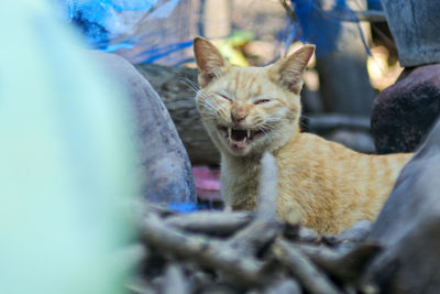 Close-up of a cat
