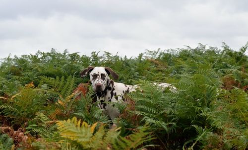 Dog in park against sky