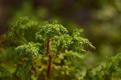 Close-up of fresh green plant