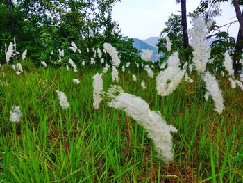 Close-up of plants growing on field against sky