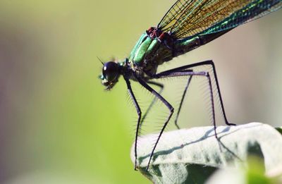 Close-up of dragonfly