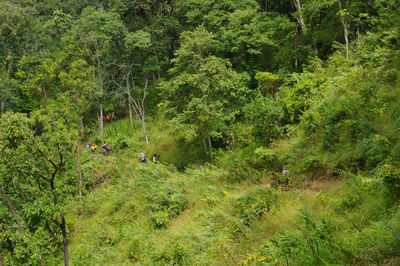 High angle view of trees in forest