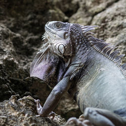 Close-up of iguana on rock