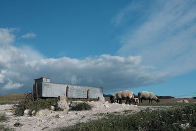 View of horse on field against the sky