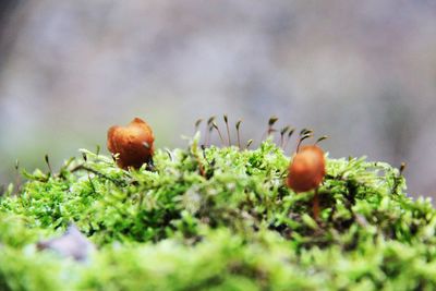 Close-up of fruits on plant