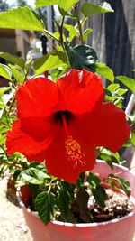 Close-up of red rose blooming in park