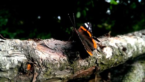 Close-up of butterfly