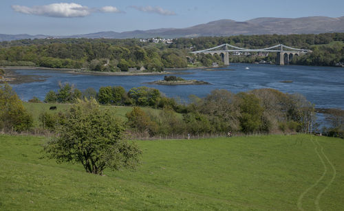 Scenic view of tree by bridge against sky