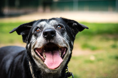 Portrait of a happy old dog at the dog park.